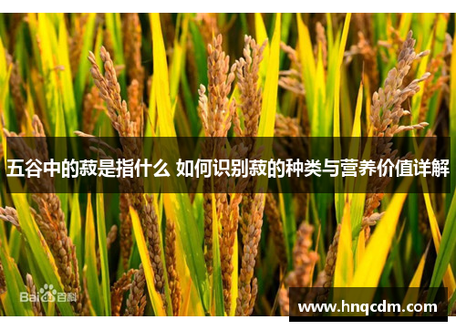 五谷中的菽是指什么 如何识别菽的种类与营养价值详解